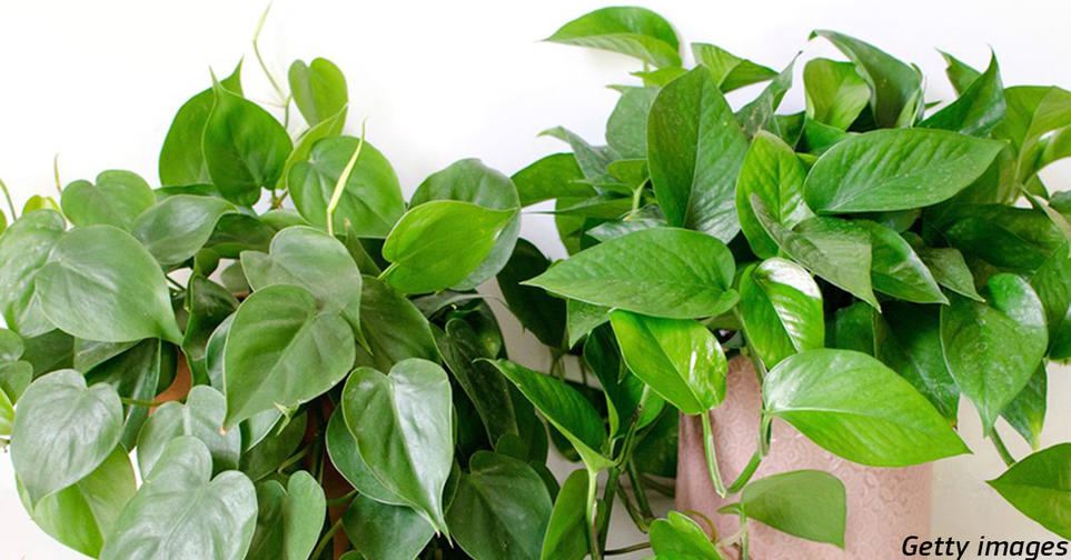 Ученые создают ГМО растения для дома, которые удаляют канцерогены из воздуха Спасение для городских жителей!