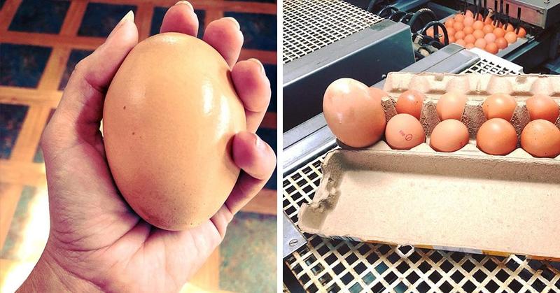 Фермер удивился, когда обнаружил куриное яйцо, которое было в три раза больше обычного. 