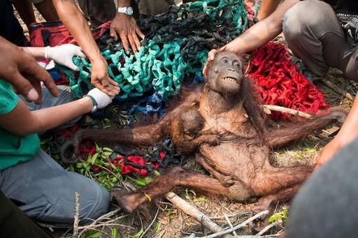 Тревожные кадры: Орангутан пытается отбиться от грузовика, уничтожающего его дом И всё ради пальмового масла!