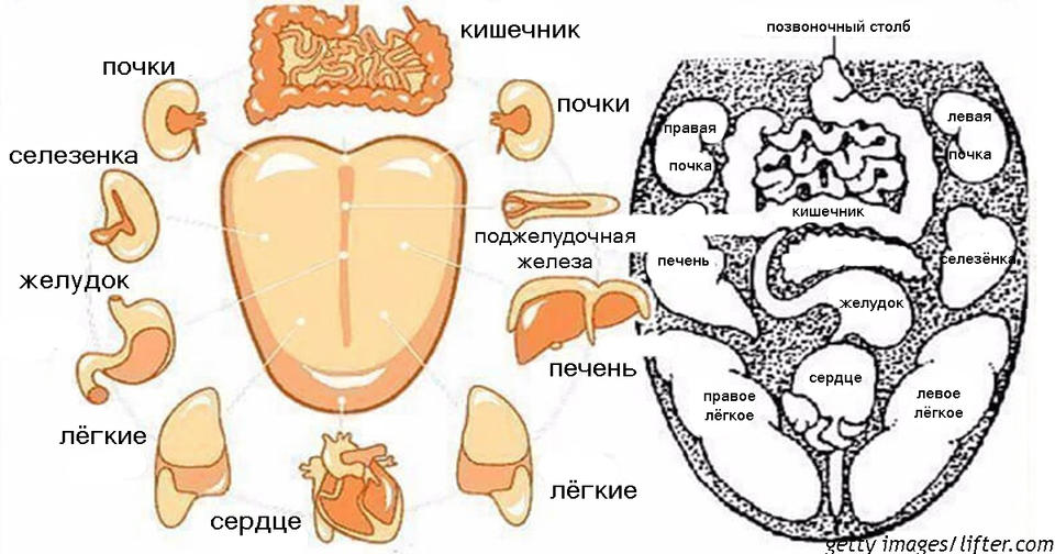 Как зубы связаны с поведением и здоровьем: древняя китайская ″карта″ Очень полезная информация!