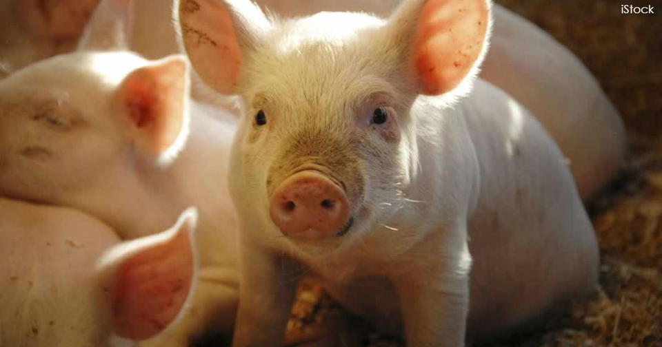 Франкентшексы – на фермах по всему миру вот вот появятся ГМО свиньи Вот, что мы о них знаем.
