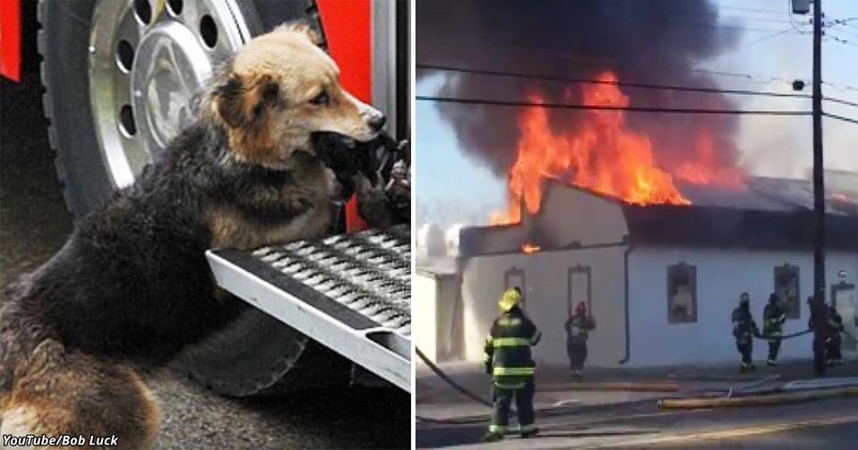 Когда начался пожар, она по одному вынесла из дома всех щенков История, которая трогает до слёз.