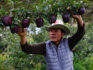 Черные алмазные яблоки продаются по USD20 за штуку, но никто не хочет их выращивать В чем же секрет?