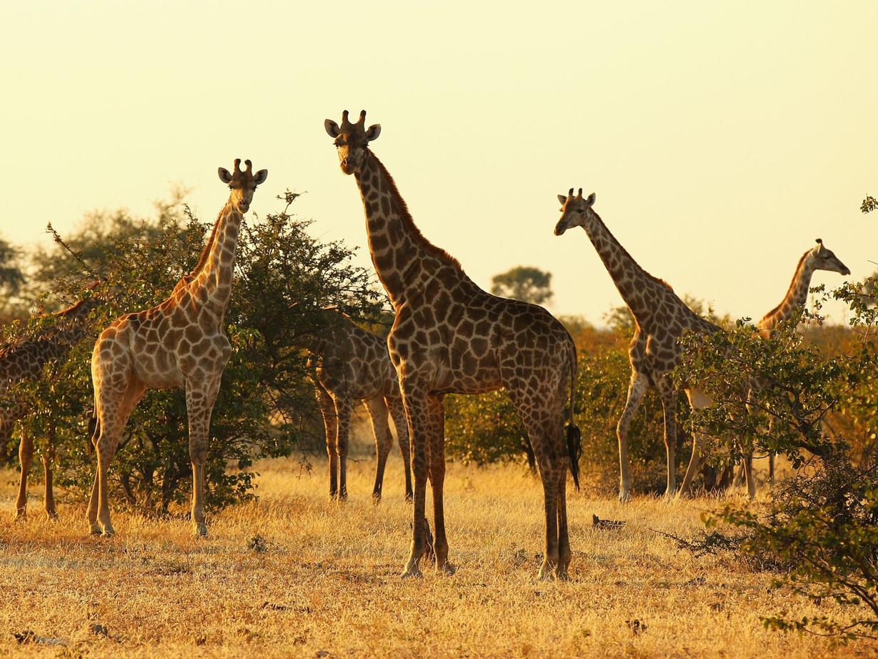 Жирафы только что попали в список животных, которым грозит вымирание Это официально.