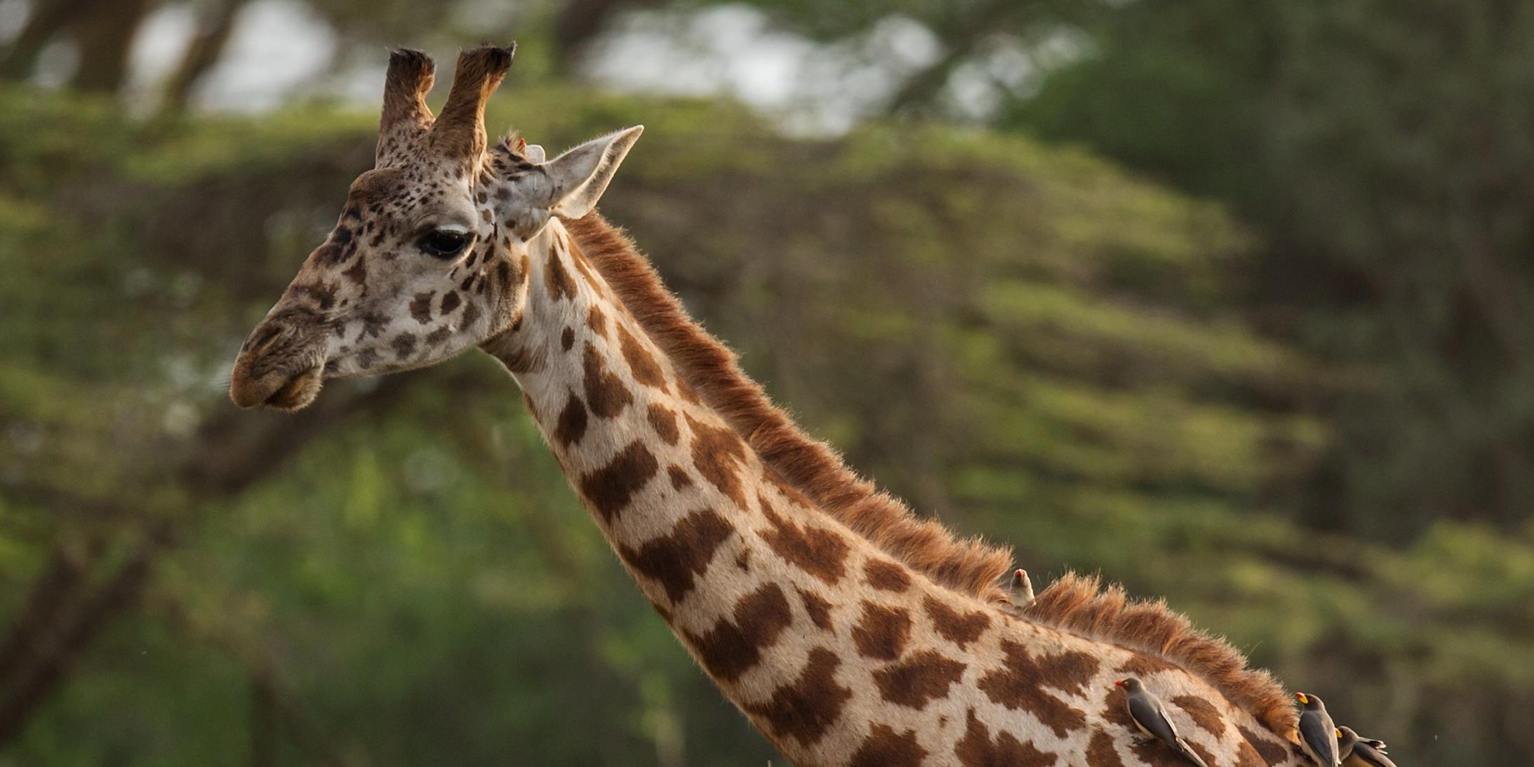 Жирафы только что попали в список животных, которым грозит вымирание Это официально.