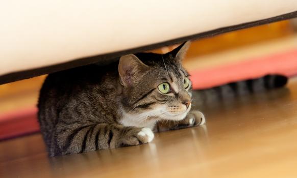 Могут ли кошки видеть ″духов″? Наука говорит, что они слышат ″невидимые″ для нас частоты Миф или реальность?