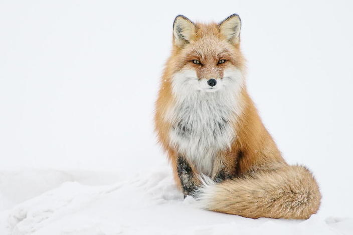 Русский полярник отдыхает, фотографируя диких лисиц. Вот его работы Красота + милота.