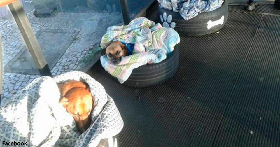 Автовокзал открыл двери для бездомных животных   и сделал им ″кровати″ Достойный пример!