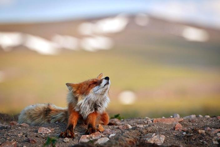 Русский полярник отдыхает, фотографируя диких лисиц. Вот его работы Красота + милота.