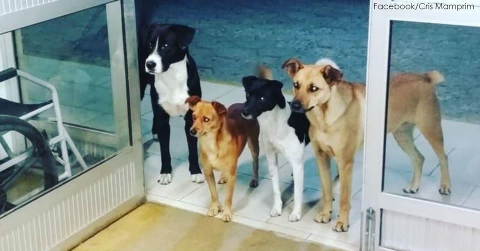 Бездомного положили в больницу   и все его 4 собаки терпеливо ждали его у двери Верность – и этим все сказано.