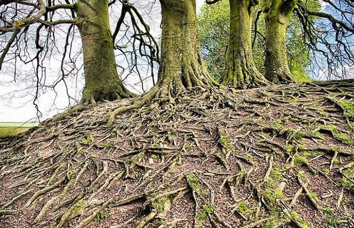 Деревья разговаривают друг с другом на языке, который мы можем выучить! Так она говорит Все деревья связаны между собой сетью, напоминающей интернет.