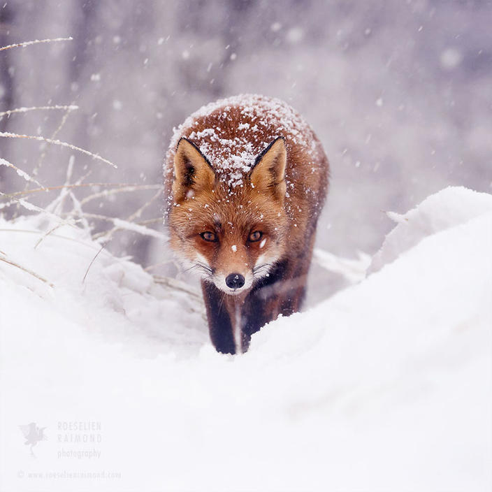 Фотограф показал, как первый снег встречают лисицы Удивительное явление!