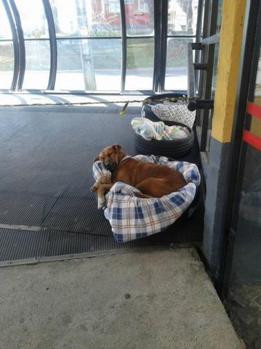 Автовокзал открыл двери для бездомных животных - и сделал им ″кровати″ Достойный пример!
