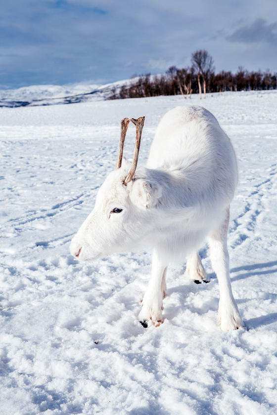 Ему удалось нечто: Редкий белый олень попал на камеру в Норвегии Невероятная встреча!