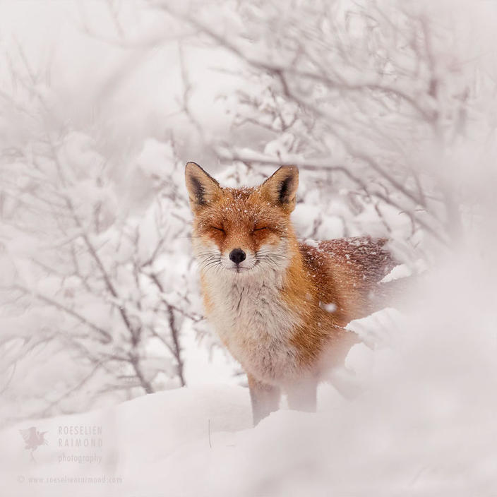 Фотограф показал, как первый снег встречают лисицы Удивительное явление!