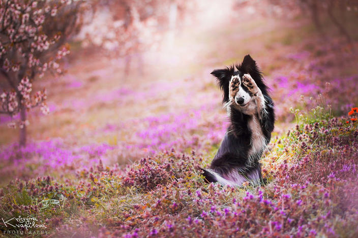 35 самых красивых фото собак, которых я когда-либо видела Самые милые хвостатые!