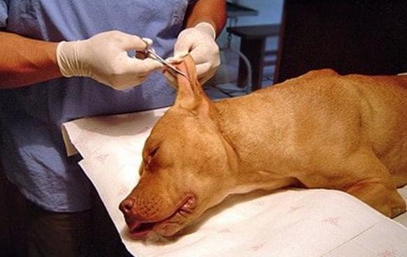 В Аргентине запретили обрезать уши щенкам. Считают, что так их ″калечат″ Правильное решение!