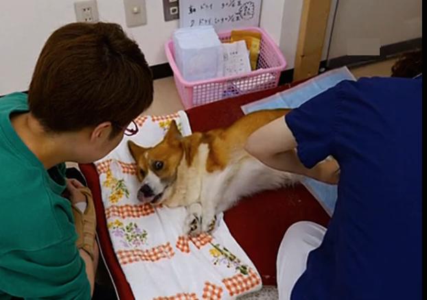 В Японии уже есть дома престарелых для домашних животных Японцы умеют заботиться о себе и о своих любимцах.