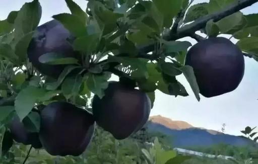 Черные алмазные яблоки продаются по USD20 за штуку, но никто не хочет их выращивать В чем же секрет?