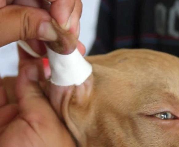 В Аргентине запретили обрезать уши щенкам. Считают, что так их ″калечат″ Правильное решение!