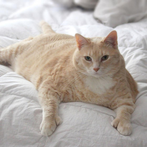Они полюбили 15-килограммового кота и забрали его, чтобы помочь ему похудеть Только взгляните на него!