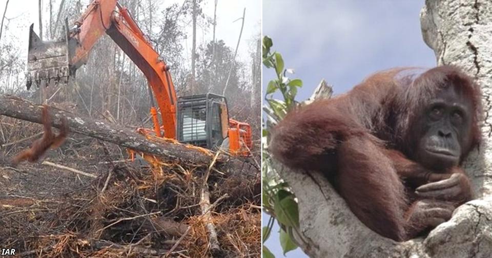 Тревожные кадры: Орангутан пытается отбиться от грузовика, уничтожающего его дом И всё ради пальмового масла!