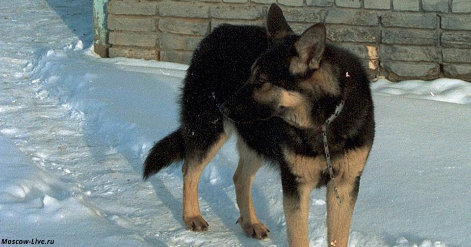Люди помогали замёрзшей собаке — и ужаснулись, когда увидели, что она прятала под собой Сибирская быль.