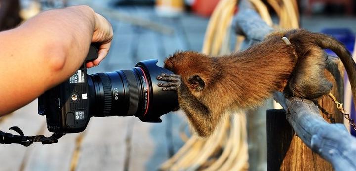 25 раз, когда кто-то сделал фото с животными в самый неподходящий момент Время посмеяться!