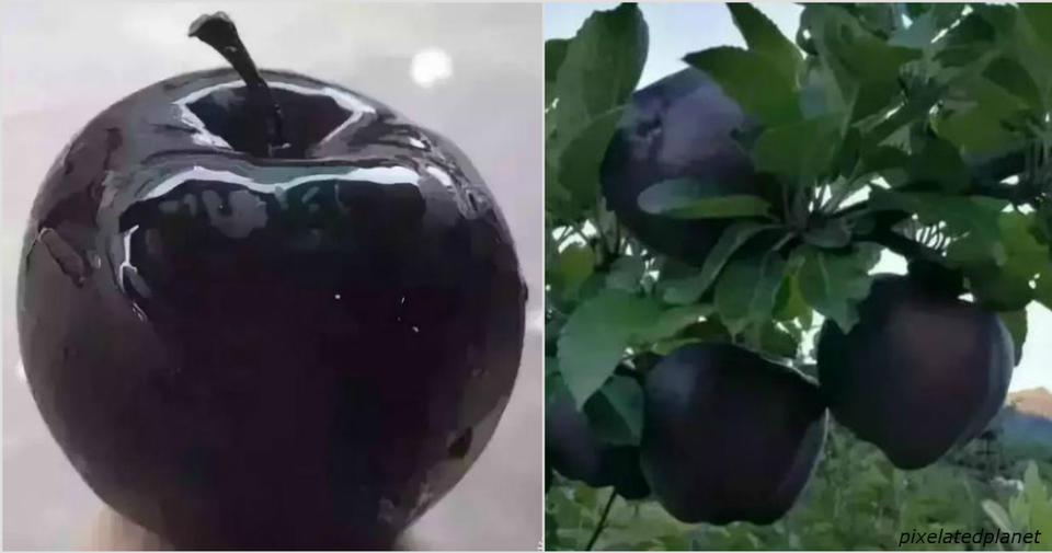 Черные алмазные яблоки продаются по  за штуку, но никто не хочет их выращивать В чем же секрет?