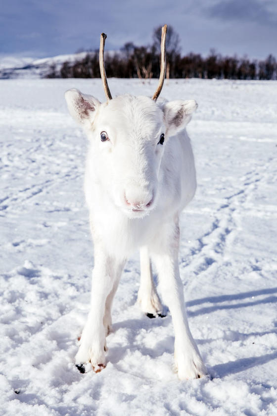 Ему удалось нечто: Редкий белый олень попал на камеру в Норвегии Невероятная встреча!