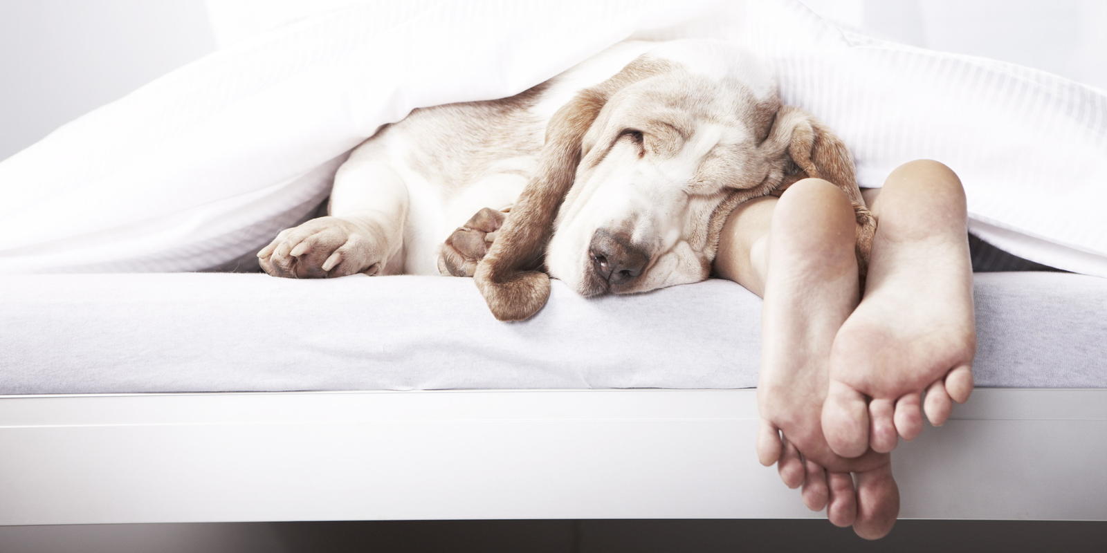 Женщины лучше высыпаются, когда спят с собаками, а не мужьями! Вот почему Интересное исследование.