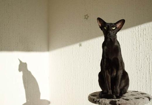 Могут ли кошки видеть ″духов″? Наука говорит, что они слышат ″невидимые″ для нас частоты Миф или реальность?