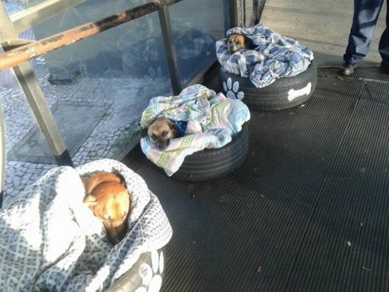 Автовокзал открыл двери для бездомных животных - и сделал им ″кровати″ Достойный пример!