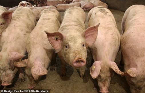 Франкентшексы – на фермах по всему миру вот-вот появятся ГМО-свиньи Вот, что мы о них знаем.