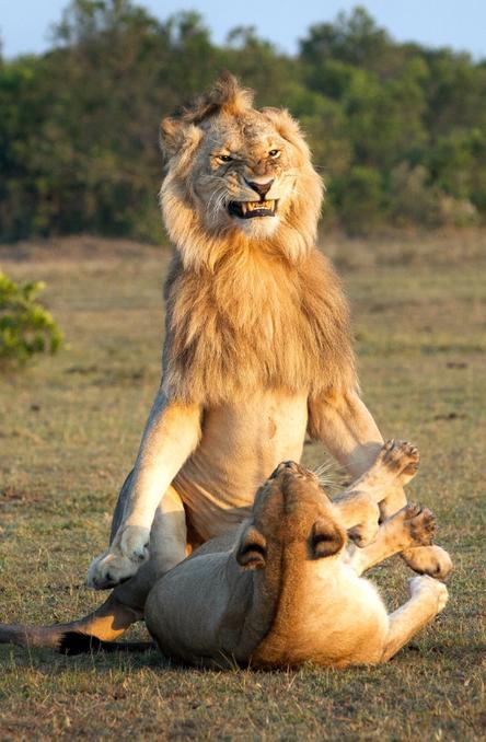Смотрите, как сильно доволен собой лев, который только что овладел львицей Мужик!