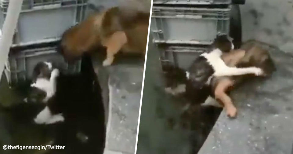 Трогательный момент попал на видео: Пес вытаскивает из воды тонущего кота Вот так дружба!