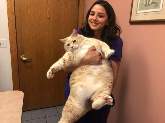 Они полюбили 15-килограммового кота и забрали его, чтобы помочь ему похудеть Только взгляните на него!