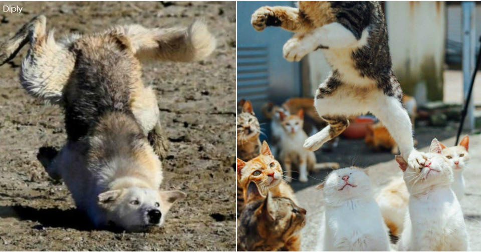 25 раз, когда кто то сделал фото с животными в самый неподходящий момент Время посмеяться!