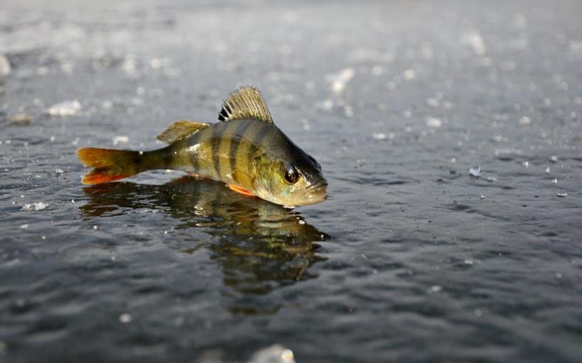 Рыбалка на Вилейском водохранилище