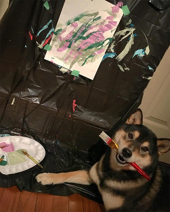 Этот пес не просто рисует картины: он уже продал их на USD5000! Собака породы шиба-ину рисует картины, и уже заработал через Etsy 5000USD!