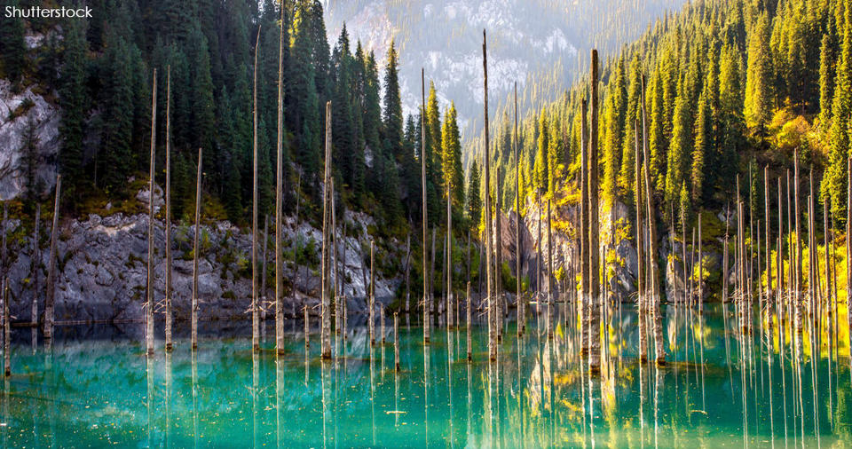 В Казахстане есть озеро, где деревья растут вверх ногами – как в сказочном фильме Невероятное место!