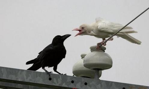 35 редких фото животных-альбиносов, которые выглядят даже милее, чем дети Вау! Удивительно!