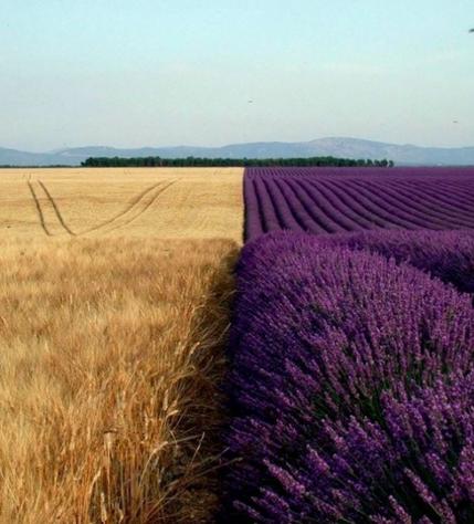 16 странных фотографий, которые почему-то радуют глаз