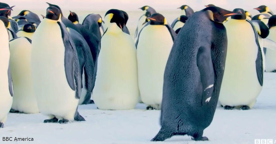 Появилось видео с абсолютно черным пингвином. Скорее всего, он один такой на Земле