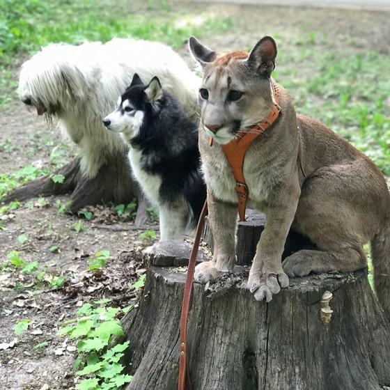 Спасённая из зоопарка пума живет как избалованная домашняя кошка