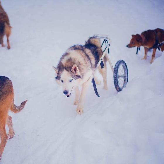 Топовый московский фотограф бросила карьеру, чтобы жить в лесу со 100 больными собаками