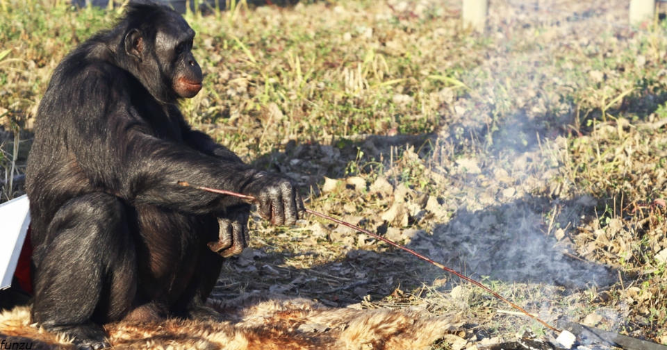 Эта обезьяна умеет разжечь огонь и приготовить себе еду. Смотрите видео