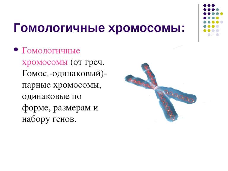 Гомологичные хромосомы: состав и функции