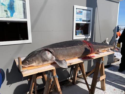 Рыбак поймал осетра-гиганта, которому было 130 лет
