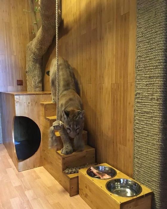 Спасённая из зоопарка пума живет как избалованная домашняя кошка